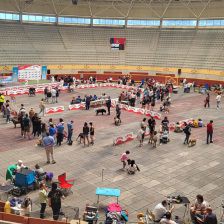 Concurso Nacional Canino en Moralzarzal el 27 de abril